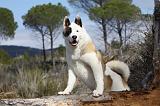 AKITA AMERICAIN 328
